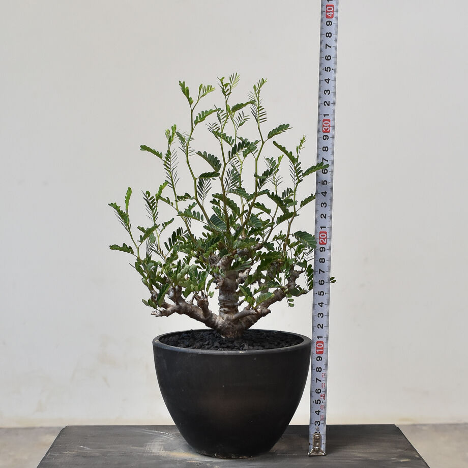 センナ メリディオナリス （発根済み） RF231713(T) | RAFLUM / ラフラ