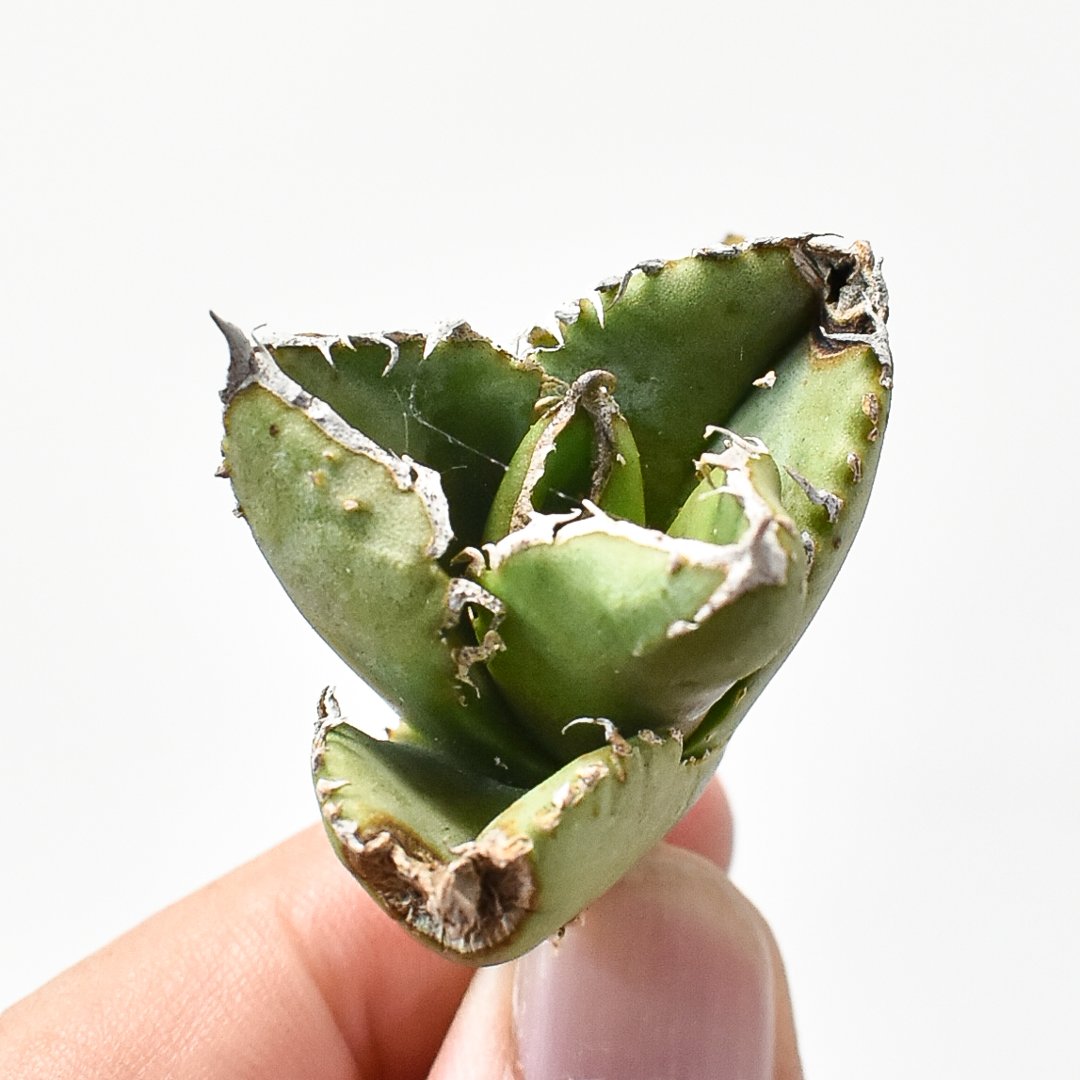 Agave Titanota 麻花龍 直子株 Agave Titanota 麻花龍 直子株