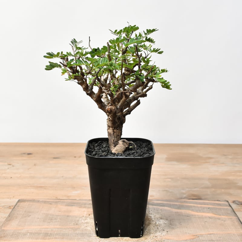 センナ メリディオナリス RFHK25011488 | RAFLUM / ラフラム｜東京、