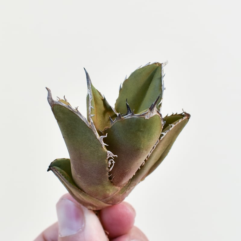 特選台湾アガベ チタノタ BLACKFIRE 黒火焰 黒炎  極上大株！！！ 特選台湾アガベ チタノタ BLACKFIRE 黒火焰 黒炎 極上大株！！！