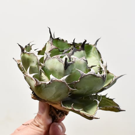 アガベ チタノタ ブラックアンドブルー / BB 藍球 【台湾産/抜き苗/中株】B DG2400601(T)