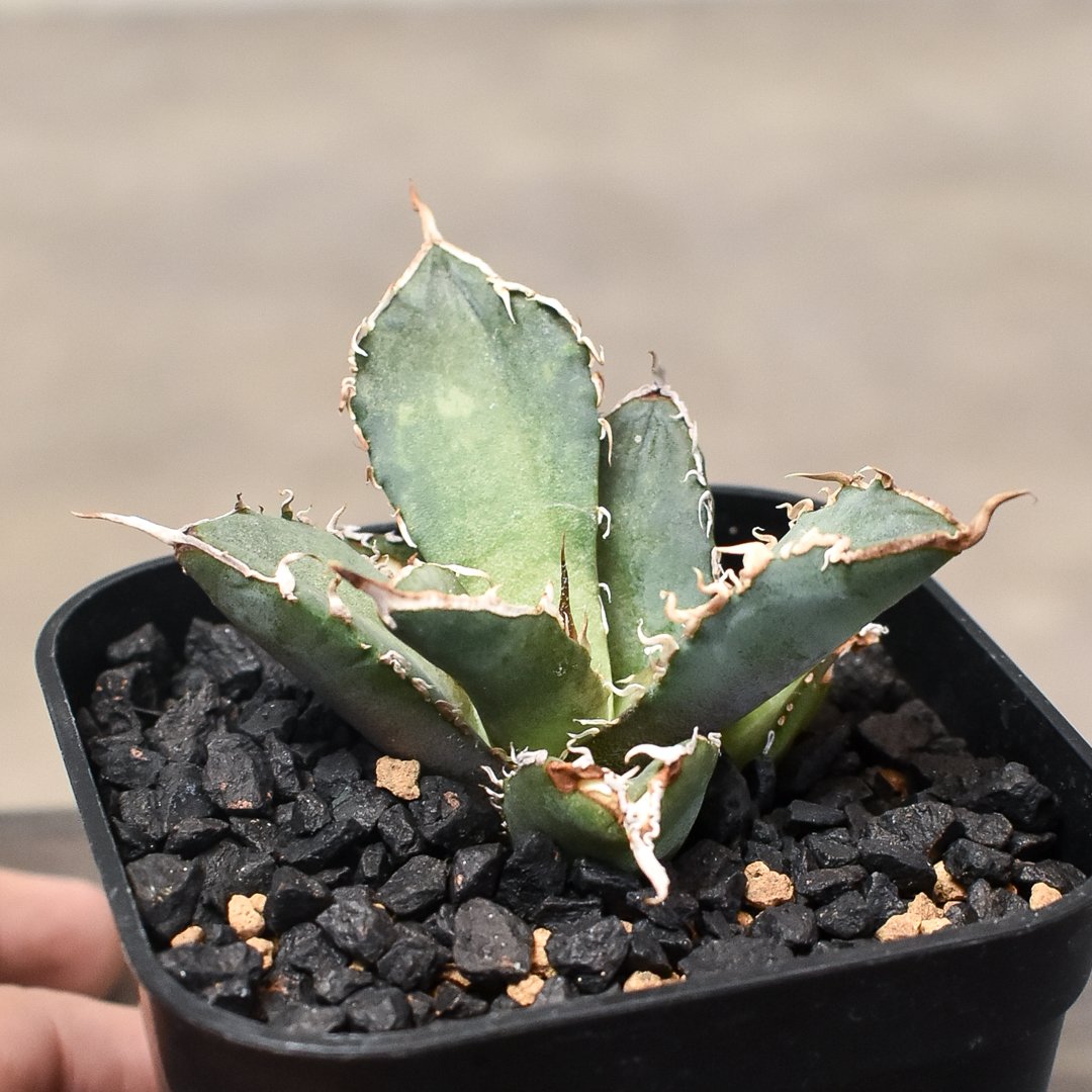 アガベ　チタノタ HACHI-8 Selection- Agave titanota 'Snaggle Tooth' アガベ チタノタ