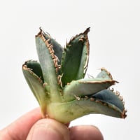 アガベ ホリダ 【大株】（発根済み） RF22791 | RAFLUM / ラフラム