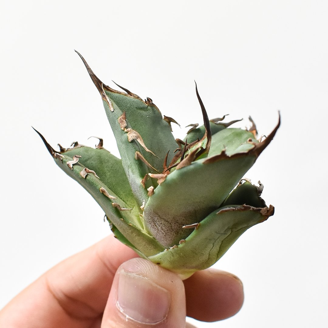 アガベ チタノタ DENNIS020【台湾 dragon agave産/抜き苗/子株