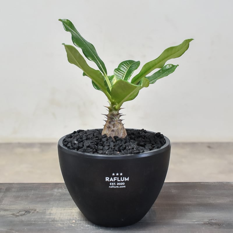 パキポディウム ウィンゾリー 実生 国内繁殖個体 ③ パキポディウム ウィンゾリー 国内実生 繁殖株 ボトルタイプ③