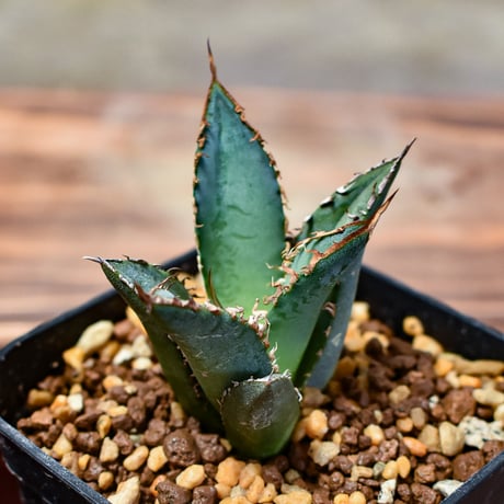 アガベ チタノタ フレイム "烈焰" 【RAFLUM産/子株/発根済み】DG2400987