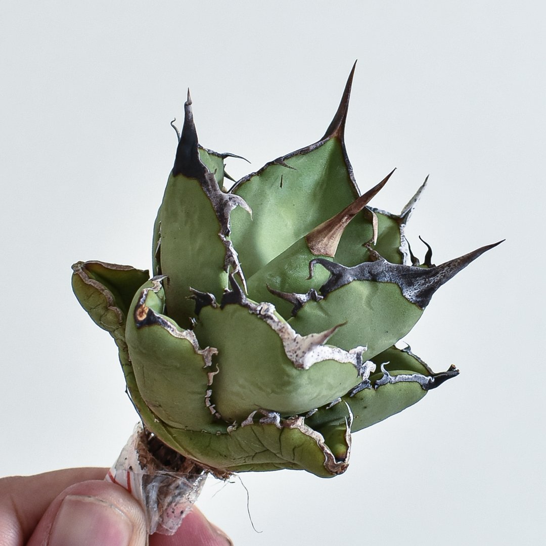 【goodtaniku】巨獣/蛮牛 管理株　鉢ごと発送 Yahoo!オークション - アガベ チタノタ 蛮牛 蠻牛 バンギュウ 発