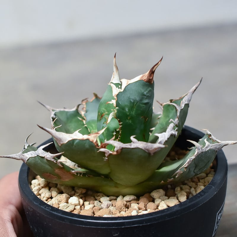 アガベチタノタFO76 アガベ チタノタ 