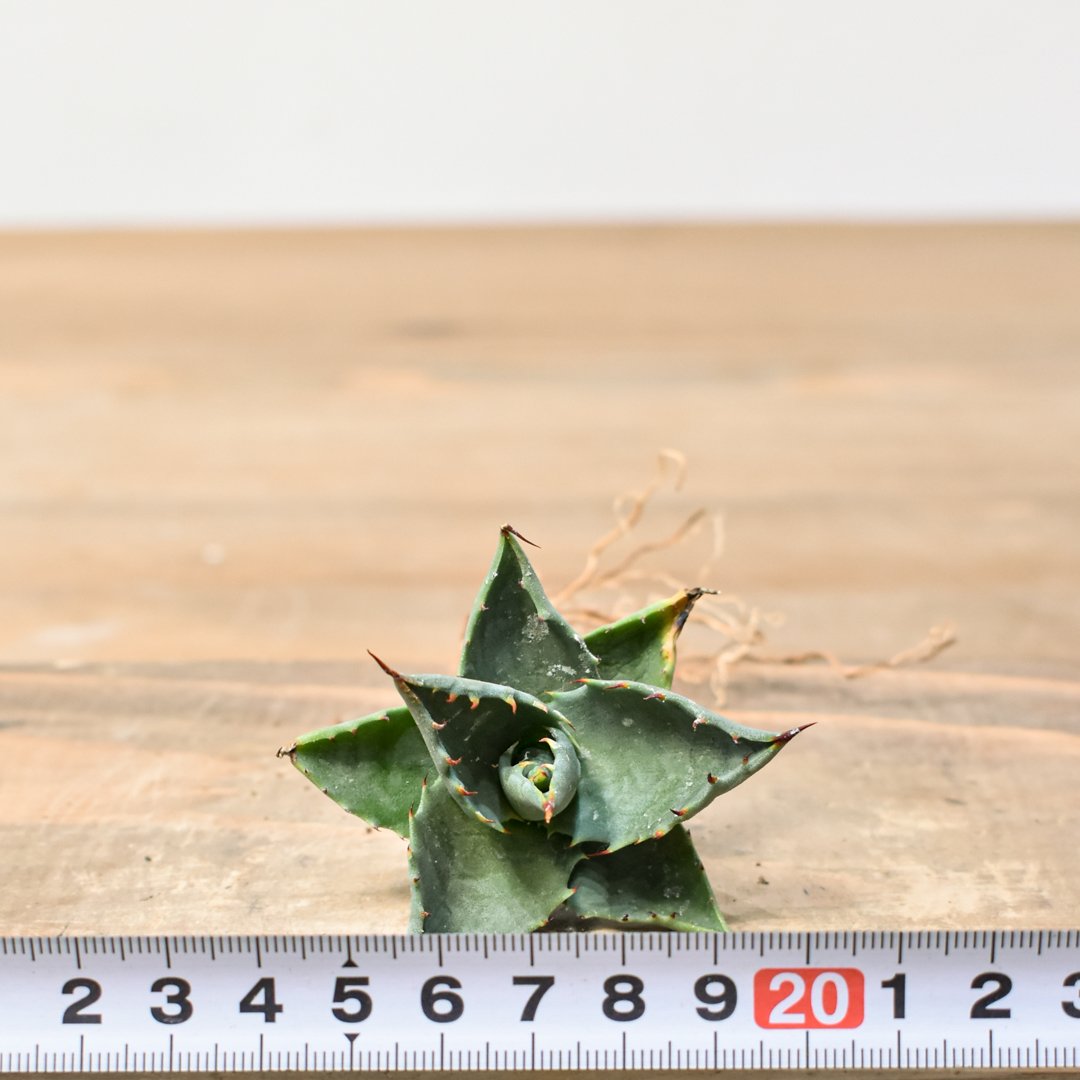 ユタエンシス エボリスピナ×(ポタトラム