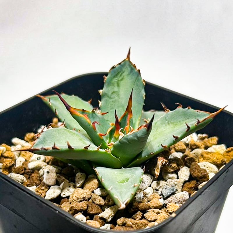 Dennis hybrid 黑帝斯x妖炎 /ハデス×エボリスピナ 【台湾DENNIS産】RFD