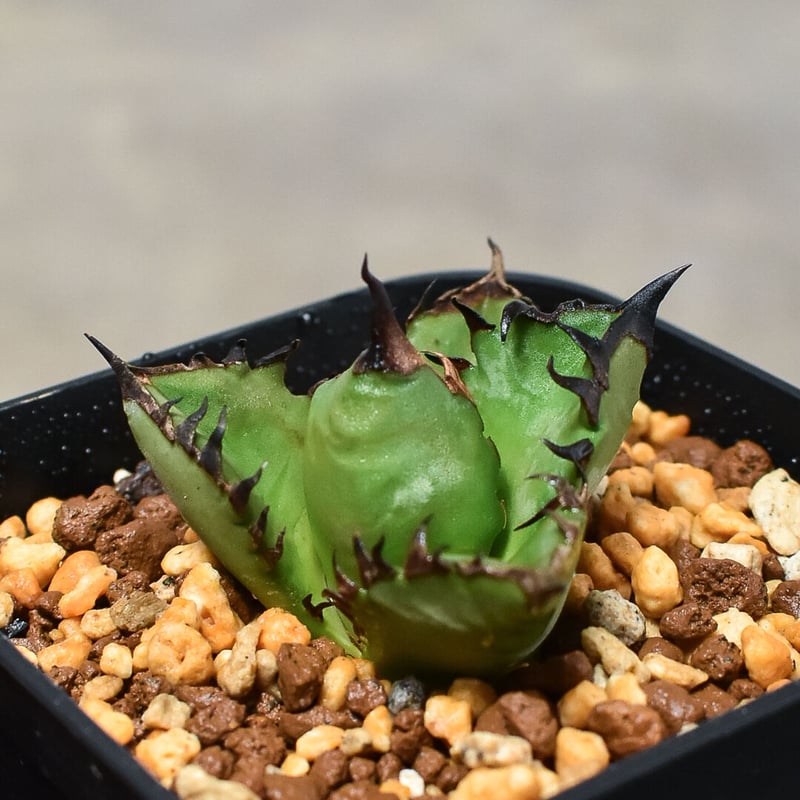 アガベ チタノタ ドワーフ 