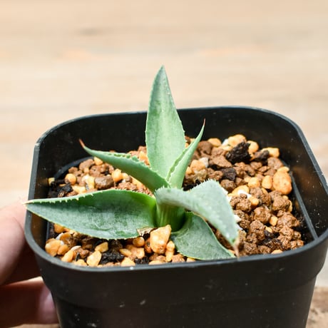 アガベ ハイブリット "血羅刹" (特白肌怒雷神×血妖) 【台湾botanical_seeker産】B RF25011415
