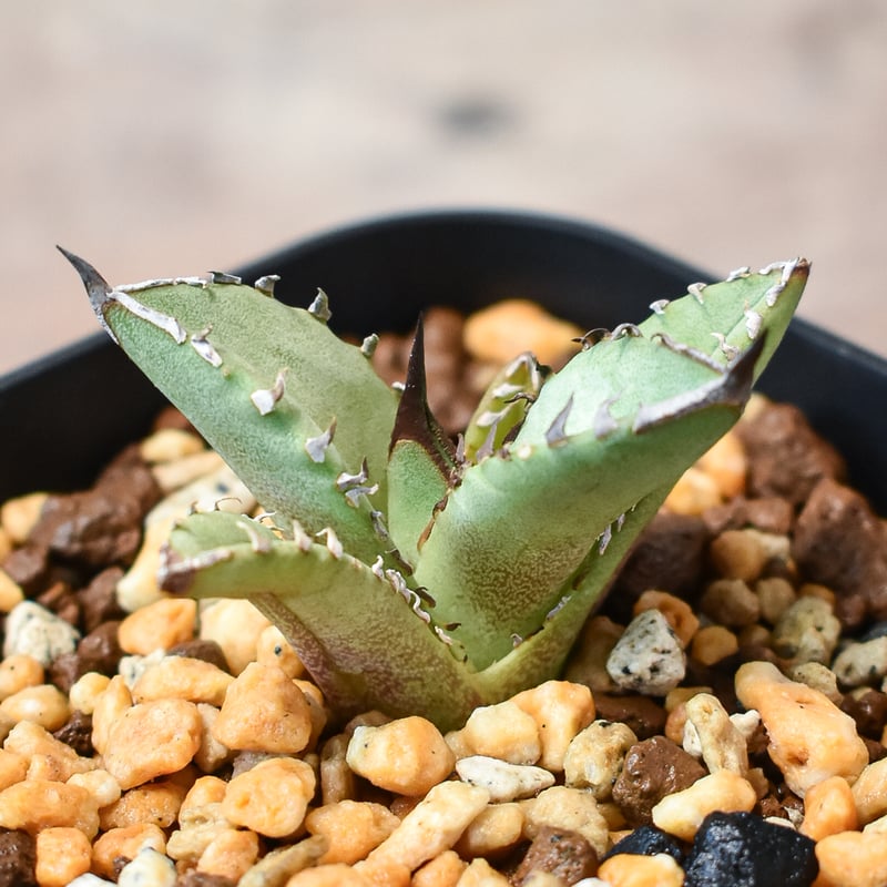 特選】アガベチタノタ キングアーサー（Dennis040）検）黒鋸歯