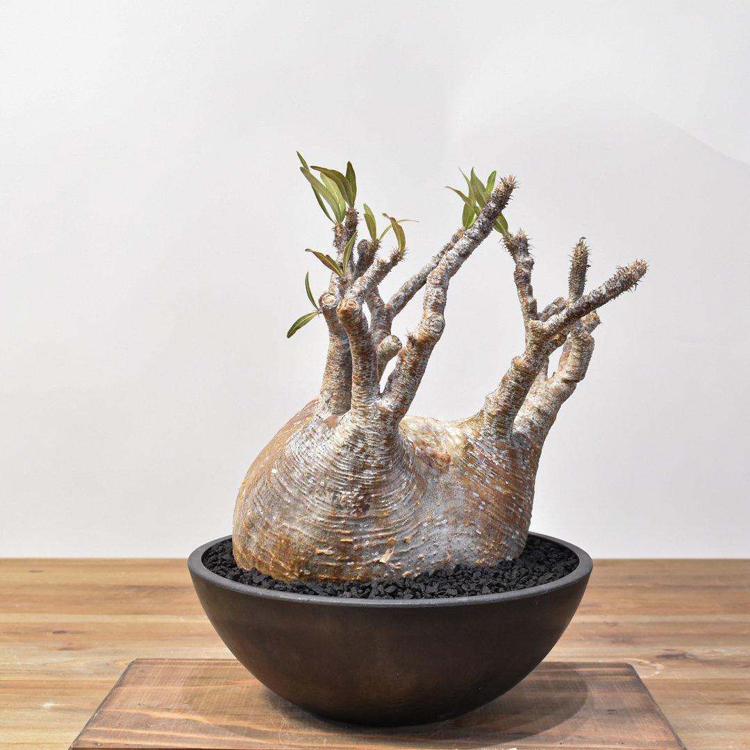 パキポディウム グラキリス 【発根済み】RFKN25010876 | RAFLUM / ラフ