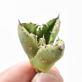 11/14(木)20:00】大注目！台湾ゴジラのOC株を販売！さらに麻花龍のお