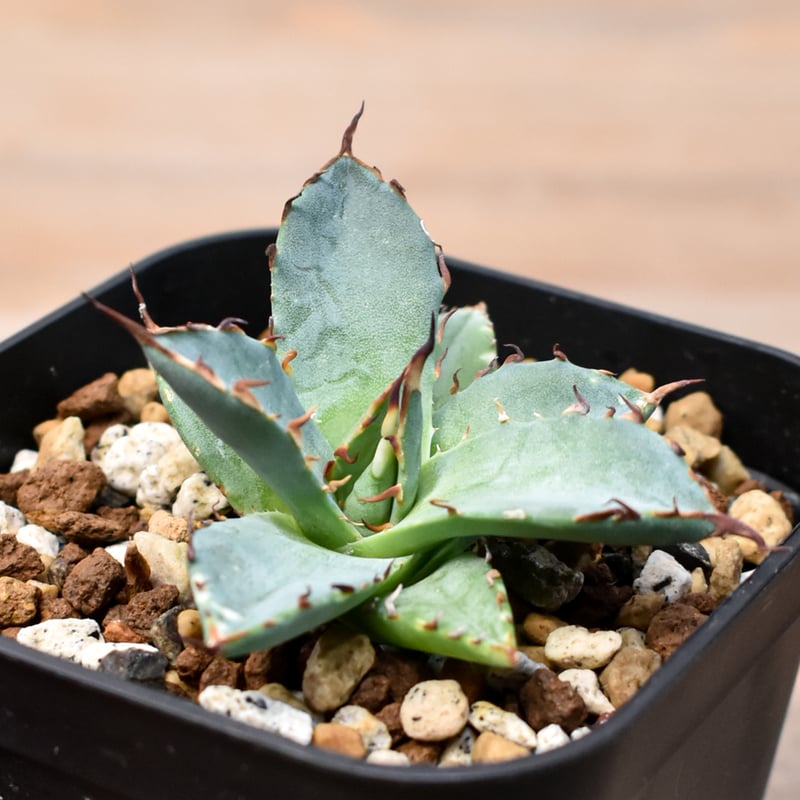 アガベ hyb ハイブリッド 妖帝 妖炎×ハデス 抜き苗発送 アガベ Dennis hybrid 黑帝斯x妖炎 /ハデス×エボリスピナ 【台湾DENNIS