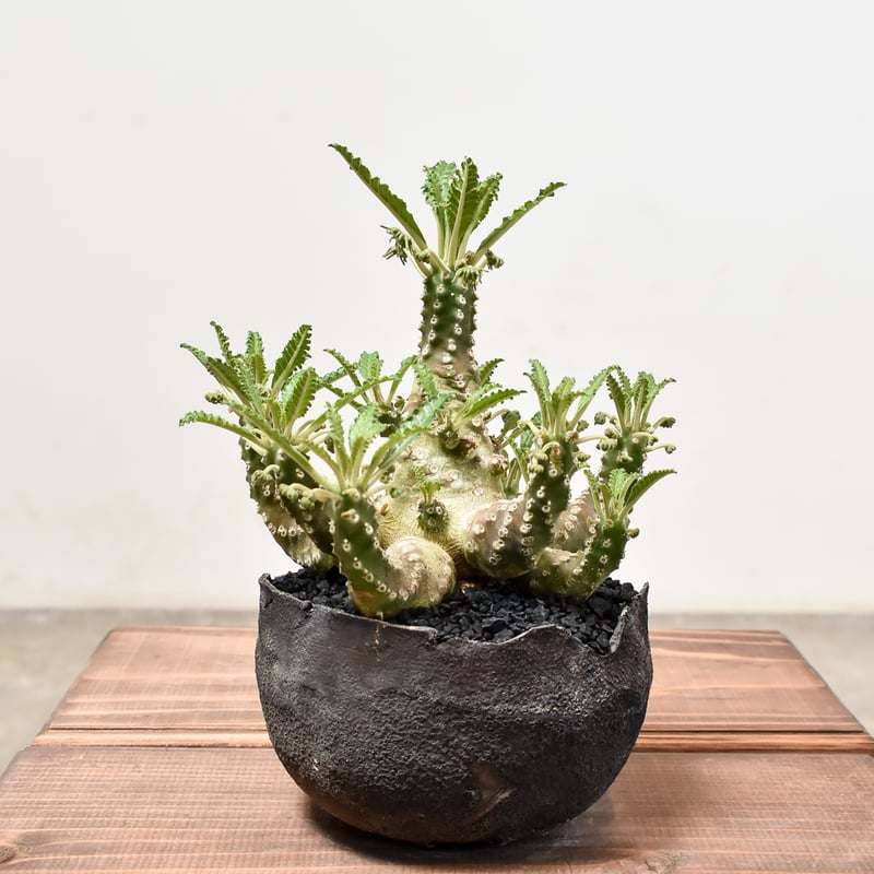 ドルステニア ラブラニー【発根済み】GS2400293 | RAFLUM / ラフラム