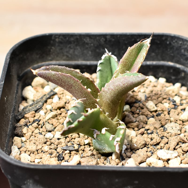 アガベ チタノタ 皇冠 Agave 悪魔 ブツブツ アガベ チタノタ 