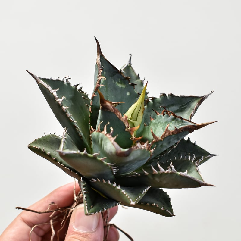 アガベ チタノタ 