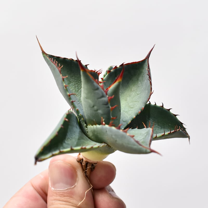 アガベ　パラサナ×イシスメンシス中株 アガベ ハイブリット 曙光 ×（パラサナ、イシスメンシス）【台湾