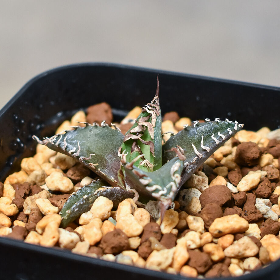 アガベ チタノタ 