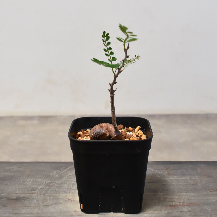 多肉植物　オペルクリカリア　パキプス　実生苗 fit=scale-down,w=1200