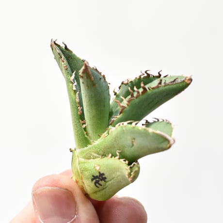 アガベ チタノタ "麻花"【台湾huplants2010産/子株販売】RF25011623