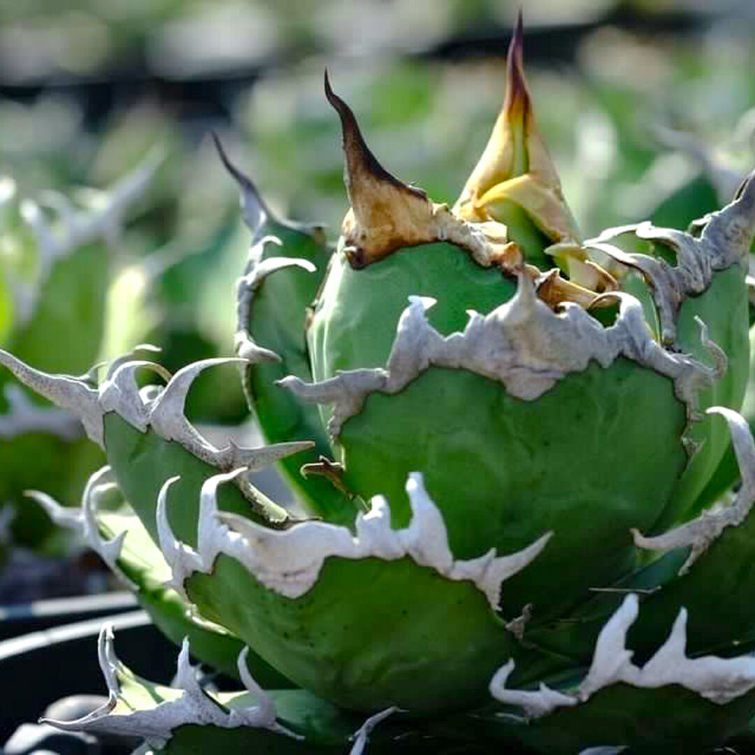 ば*ん様 アガベ　ユタエンシスエボリスピナ　姫巌竜 キュービック　3株セット ば*ん様 アガベ ユタエンシスエボリスピナ 姫巌竜 キュービック