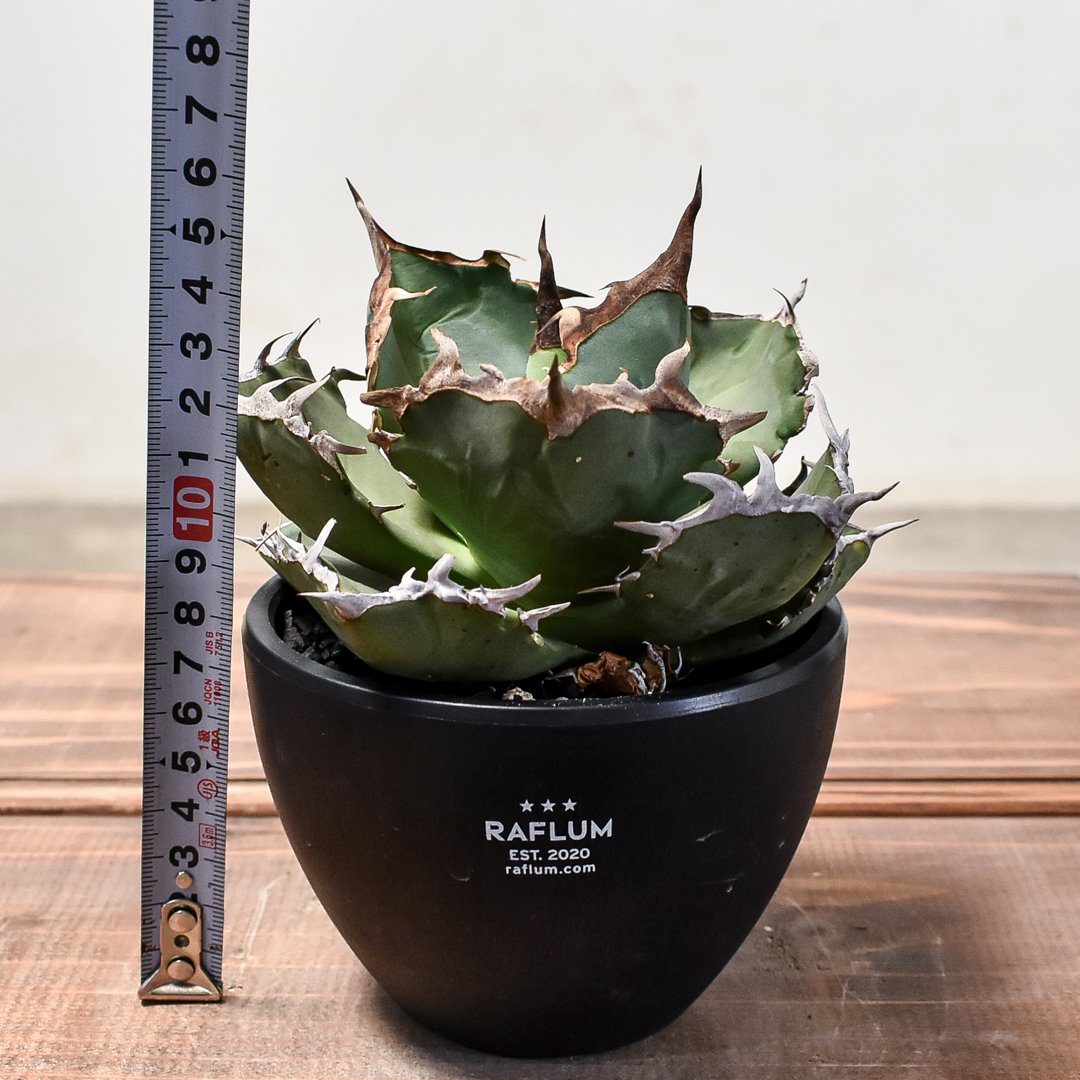 パ*パ様 アガベ チタノタ “クラブ（螃蟹）” 6頭株 ワイルド特選株 株】アガベ チタノタ クラブ '蟹' No.6 アガベ agave チタノタ