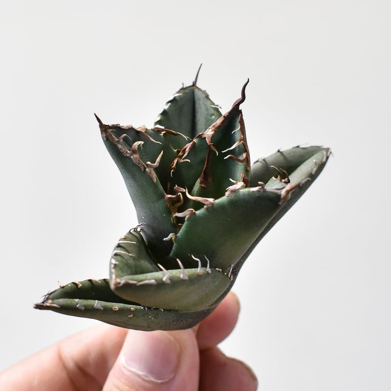 【アガベ】坦克 タンク 発根済み子株 Berlin血統 高級株 アガベ】坦克 タンク 発根済み子株 Berlin血統 高級株