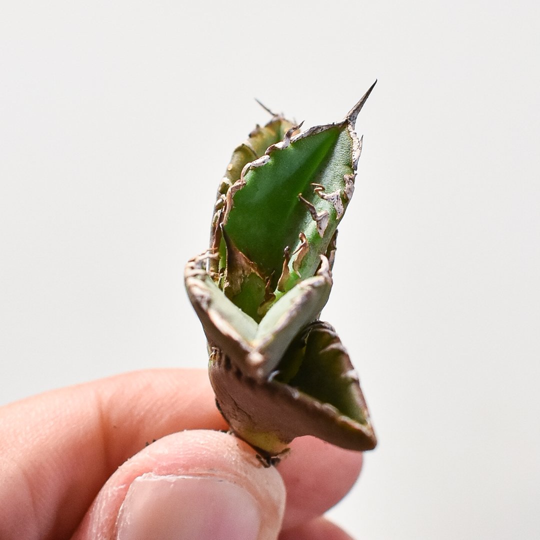 アガベ　朱雀　ベルリン産　子株 アガベ 朱雀 ベルリン産 子株 OC - メルカリ