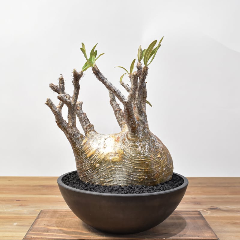 R*a様 パキポディウム グラキリス 根有り 佐川急便発送込 R*a様 パキポディウム グラキリス 根有り 佐川急便発送込