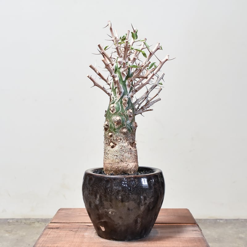 フォークイエリア コルムナリス 