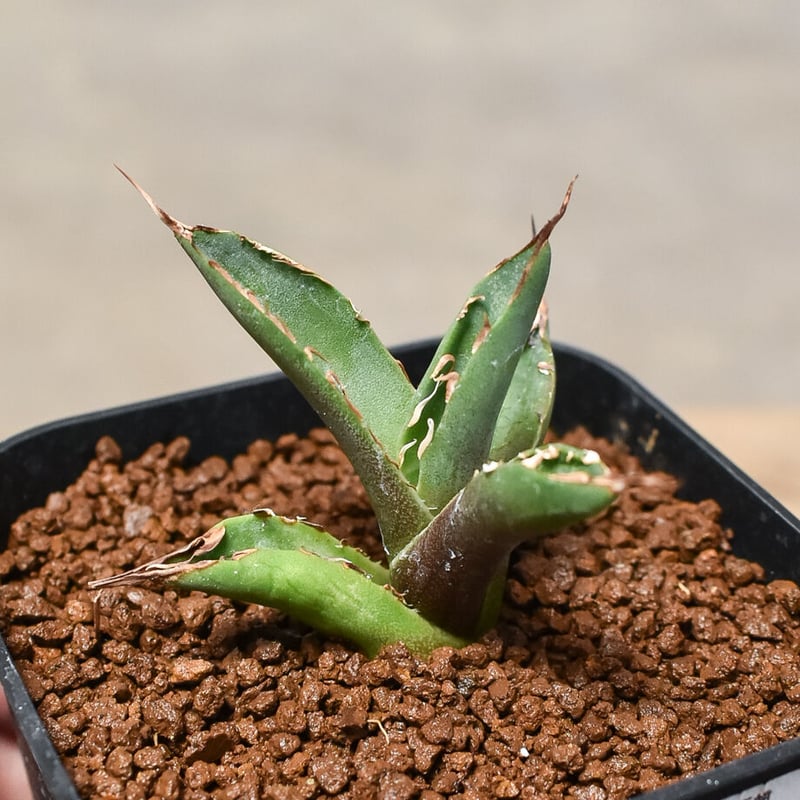 特選！アガベ　チタノタ　オテロイ　ハデス　恐竜牙歯　超絶コンパクト　ボール　20 特選！アガベ チタノタ オテロイ ハデス 恐竜牙歯 超絶