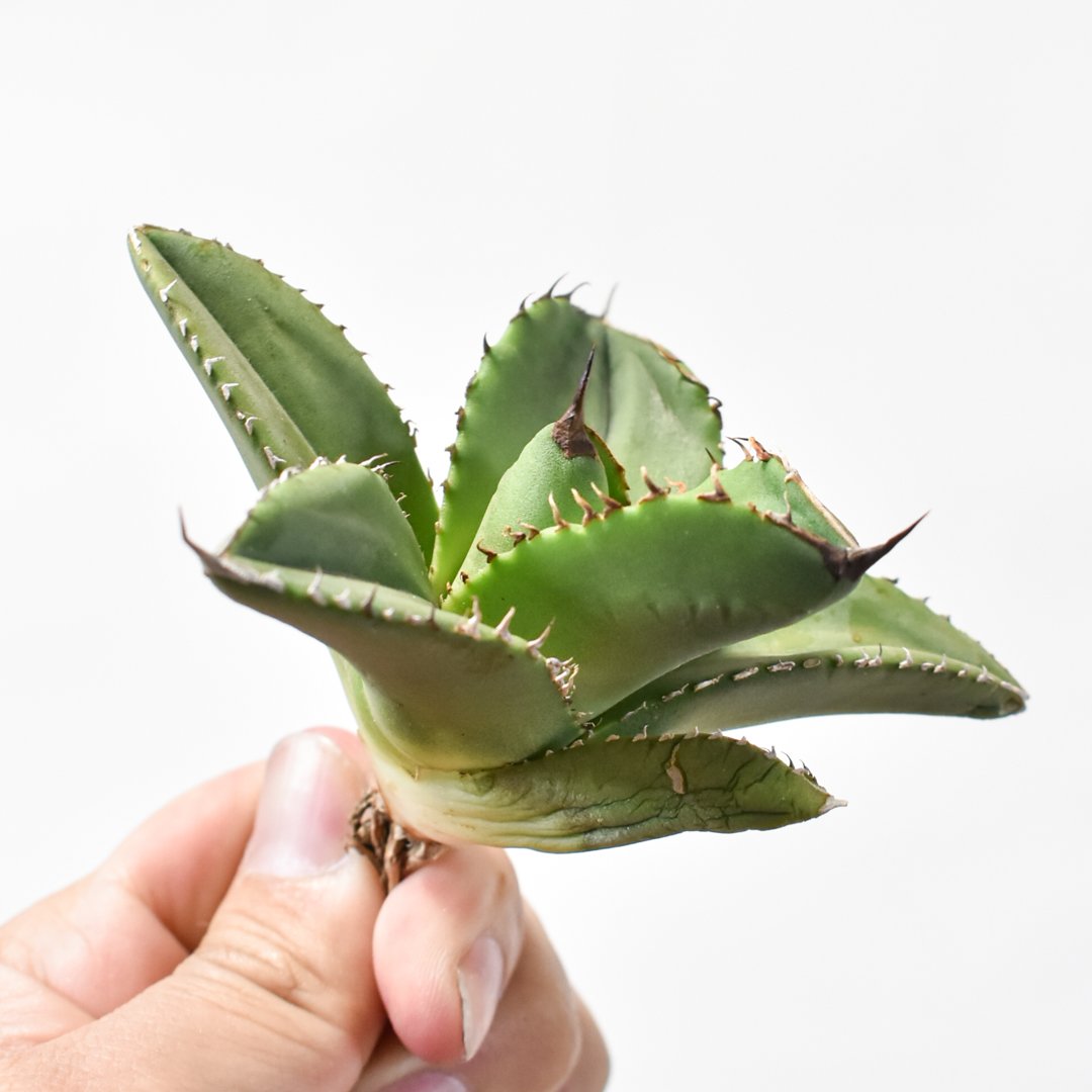 アガベ チタノタ 