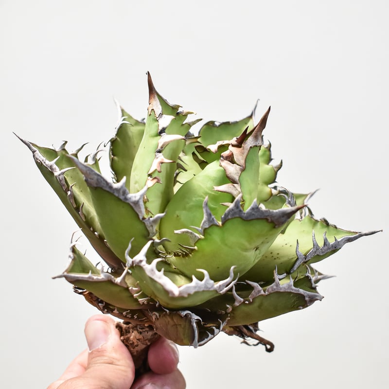 RAFLUM特選株】アガベ チタノタ  