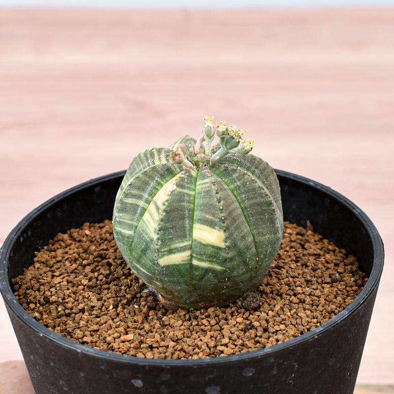 \"特選 古株 木質化\" ユーフォルビア オベサ 錦 モンスト】Euphorbia Obesa ユーフォルビア オベサ 木質化 古株