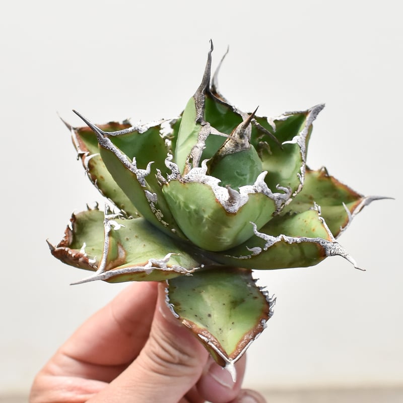 アガベ　チタノタ　選抜ギロチン　guillotine アガベ チタノタ 選抜ギロチン guillotine