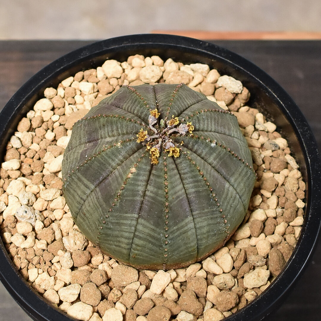 Euphorbia obesa E221【綴化・モンスト 】ユーフォルビア オベサ ...