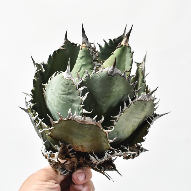 国内実生最高峰】アガベ オテロイ 