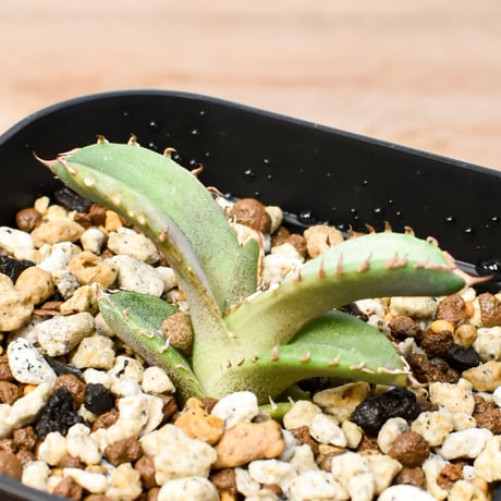 【RAFLUM育成株 5個セット】アガベ Uriel oteroi seeding / ウリエル実生  【RAFLUM産/実生/子株】C