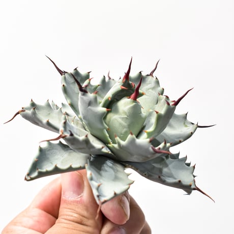 アガベ ハイブリット アメリカ白銀甲蟹(美系白銀)×象牙妖炎【台湾botanical_seeker産/選抜株】RF25011802