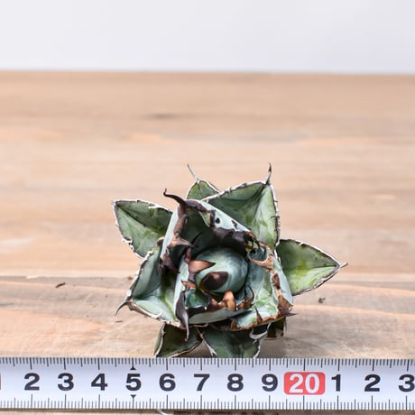 アガベ チタノタ ブラックアンドブルー / BB 精品藍球 【台湾 dragon agave産/中株/抜き苗】RF25011450