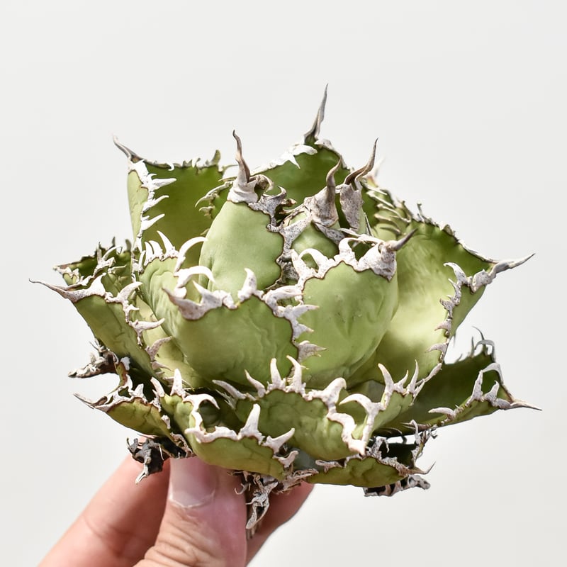 アガベ チタノタ フィリグリー