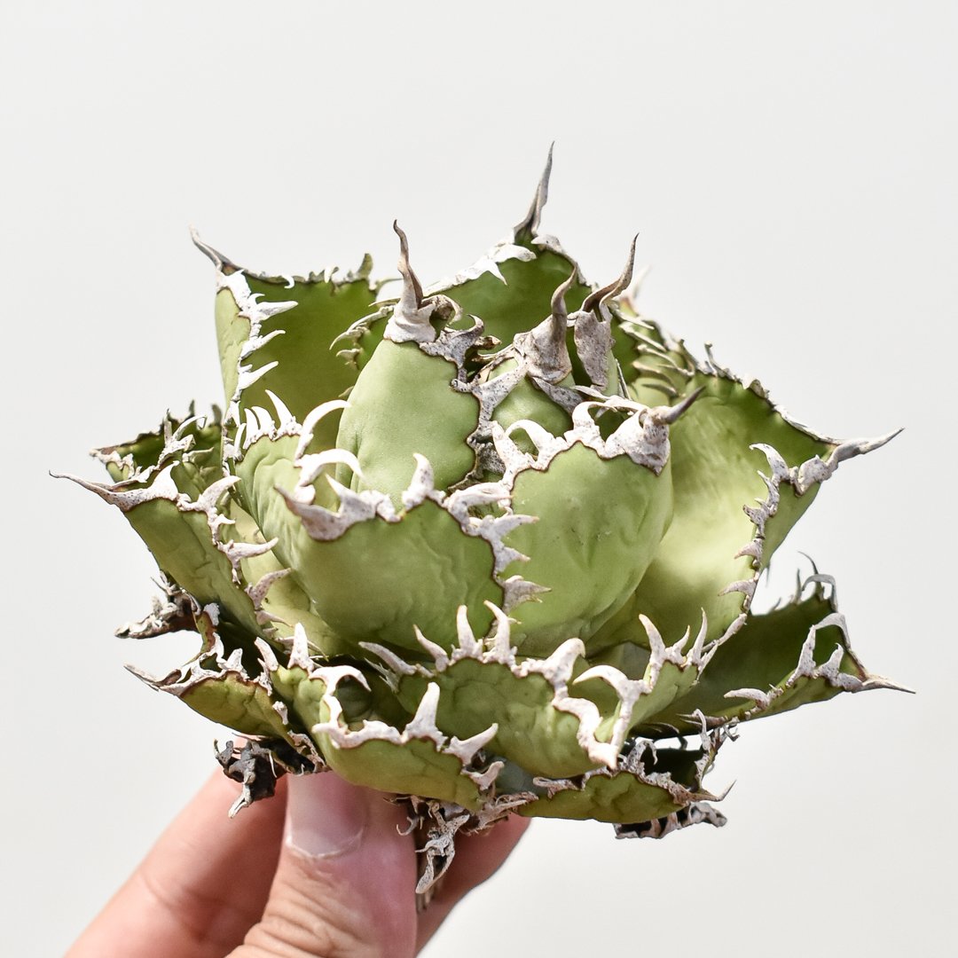 アガベ・チタノタ　フィリグリー\