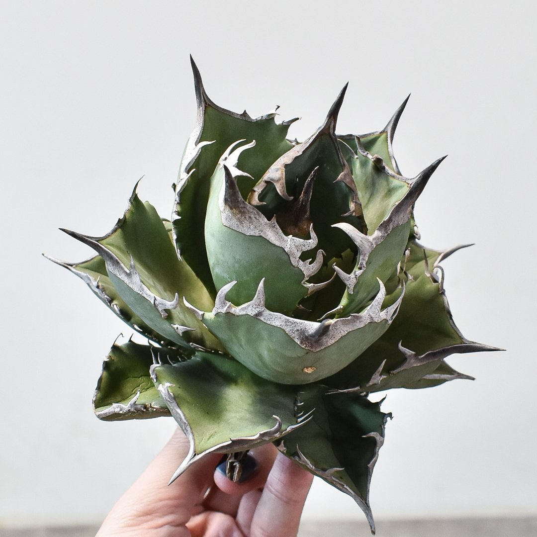 【DRAGON AGAVE産】AGAVE TITANOTA 火鳳凰 OC株 アガベ チタノタ フェニックス 