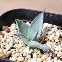 アガベ ホリダ【説明不要の超人気株！ワイドリーフ！鋸歯の鋭さ！文句