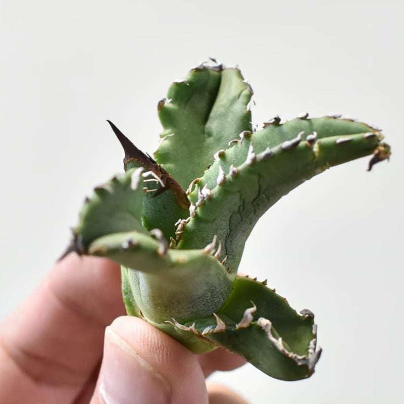 アガベ チタノタ 