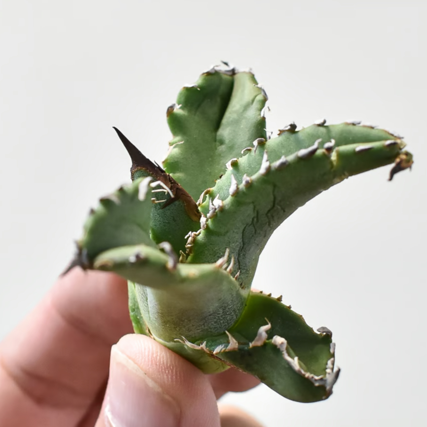 アガベ チタノタ 