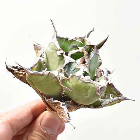 アガベ　ボールBB　3株セット 719EcSlrpnL._UF350,350_QL50_.jpg